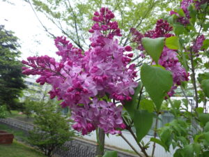 5月16日のライラックエスタースティリーの咲いている様子