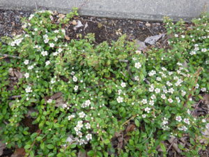 北1条東側の道路側植栽地のコトネアスター