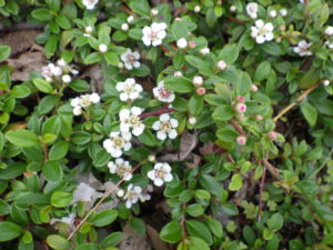 北1条東側の道路側植栽地のコトネアスターの花