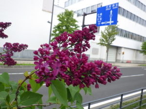 5月16日のライラックコンゴの咲いている様子