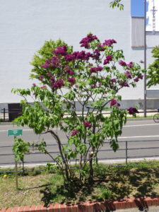 5月18日のコンゴの開花の様子