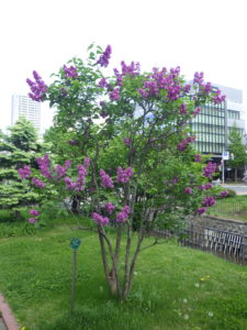 5月26日のライラック・シャルルジョリーの様子