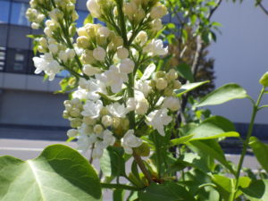 5月12日のライラックジェネラルシュリダンの開花の様子
