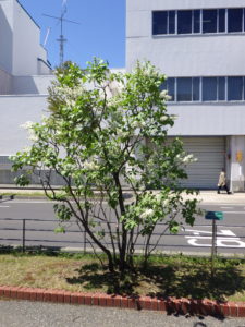 5月18日のジェネラスシュリダンの開花の様子