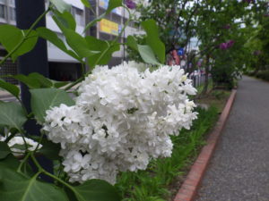 5月21日のジェネラルシュリダンの花