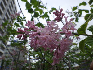 5月30日の遅咲きライラックのジェームズマクファーレン