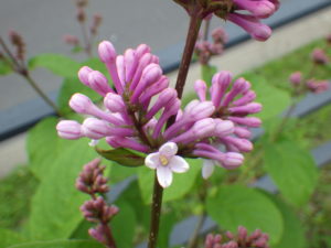 5月30日の遅咲きライラックのジェームズマクファーレンの花