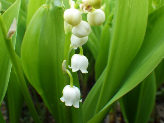 「スズランの花とリンゴ」の画像