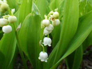 5月16日に咲いていたスズランの花