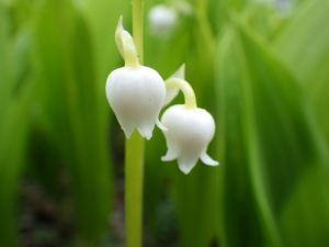 5月16日に咲いていたスズランの花