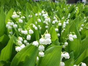 5月23日に咲くスズランの様子