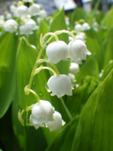 5月23日に咲くスズランの様子