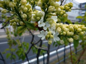 5月11日のライラックステップマンの開花の様子