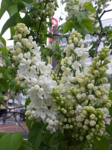 5月16日のライラックステップマンの咲いている様子