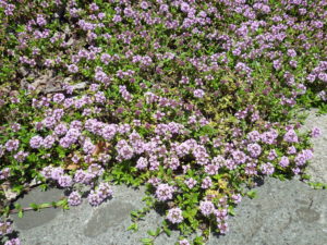 5月18日に咲くタイムの花の様子