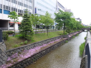 5月23日に咲くタイムの様子