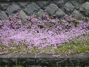 5月23日に咲くタイムの様子