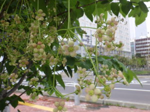 5月23日に咲くツリバナの様子