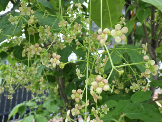 「ライラックと一緒に咲いている花これから咲く花」の画像