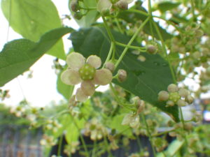 5月23日に咲くツリバナの様子