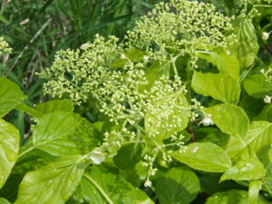 5月23日のツルアジサイの様子