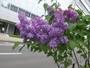 5月21日のノーダンの開花の様子