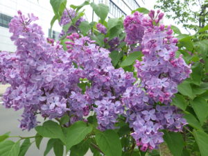 5月21日のノーダンの花