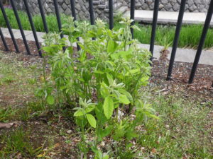 5月23日のハギの様子