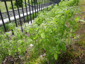 5月23日のハギの様子