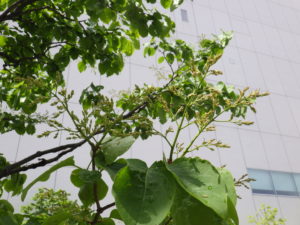 5月23日のハシドイの様子