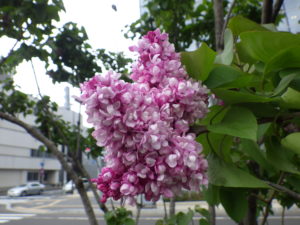 5月16日のライラックフランクフルターフリューリンクの咲いている様子