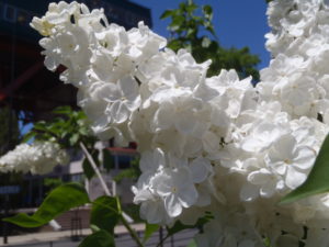 フローラ1953の画像