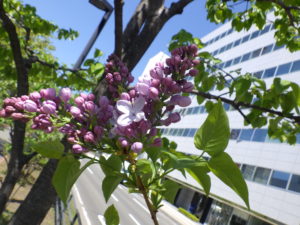 5月12日のライラックブランシュスィートの開花の様子