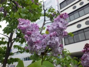 5月16日のライラックブランシュスゥィートの咲いている様子