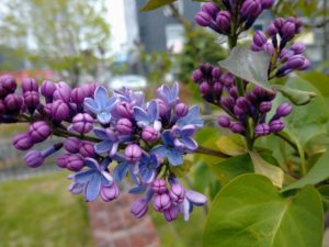 5月11日のライラックプレジデントリンカーンの開花の様子