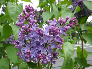 5月16日のライラックプレジデントリンカーンの咲いている様子