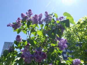 5月18日のプレジデントリンカーンの開花の様子