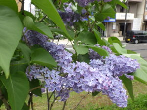 5月21日のプレジデントリンカーンの花