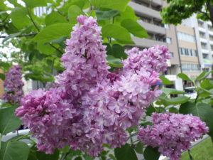 5月21日のベルドゥーナンシーの開花の様子