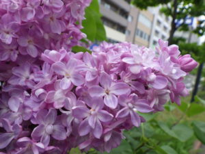 5月21日のベルドゥーナンシーの花