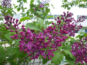 5月16日のライラックポカホンタスの咲いている様子