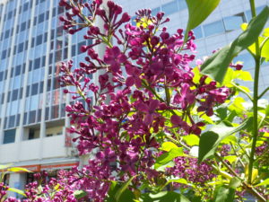 5月18日のポカホンタスの花の開花の様子