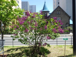 5月18日のポカホンタスの開花の様子