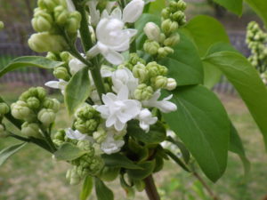 5月16日のライラックマダムルモワンの咲いている様子