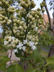 5月11日のライラックミスエレンウィルモットの開花の様子