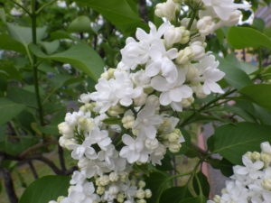 5月16日のライラックミスエレンウィルモットの咲いている様子