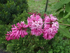 5月30日の遅咲きライラックのミスカナダの花