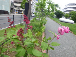 5月30日の遅咲きライラックのミスカナダ