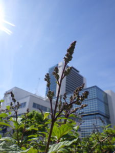 5月18日のメヌエットのつぼみの様子