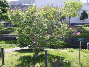 5月26日のライラック・メヌエットの様子